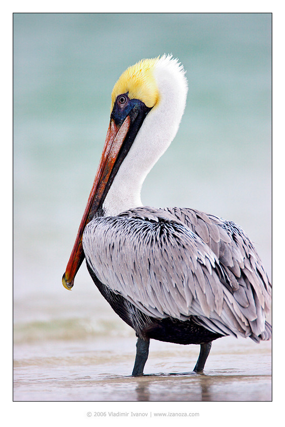 Бурый пеликан Бурый пеликан Brown Pelican Флорида Florida US