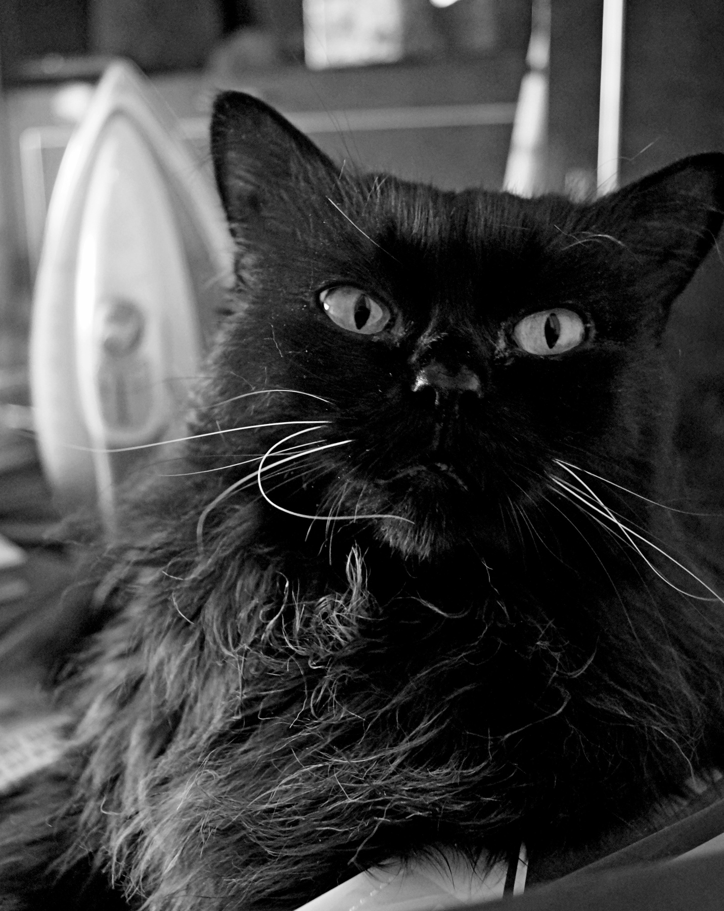 Морда утюгом 