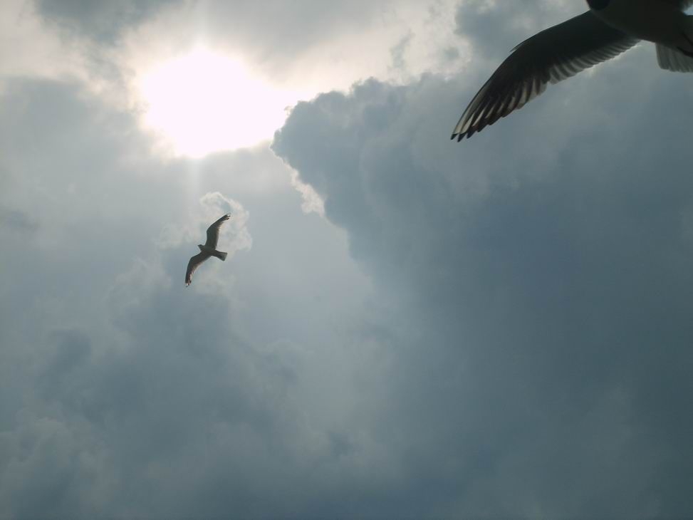 fly 