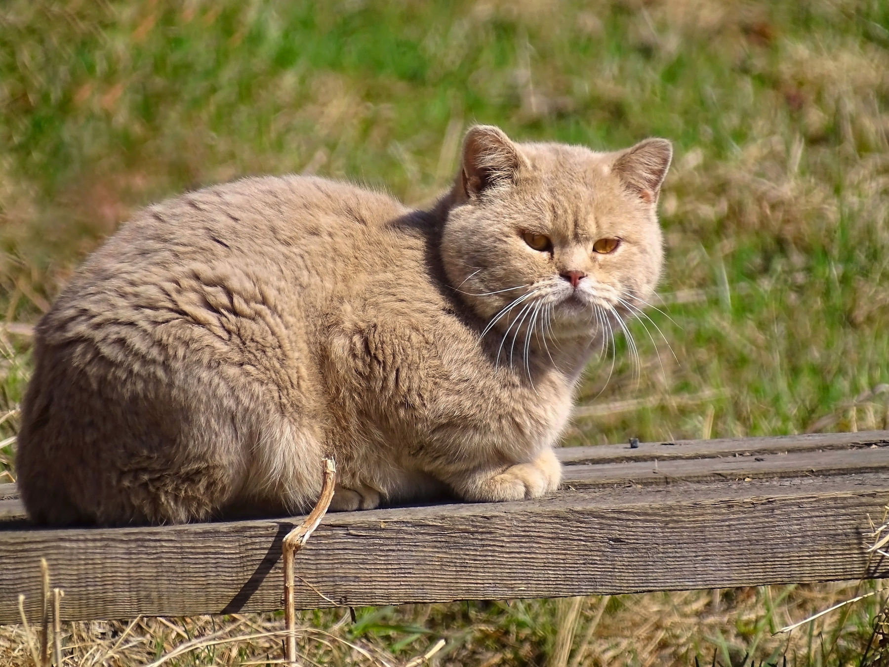 Сосед домашние животные кот