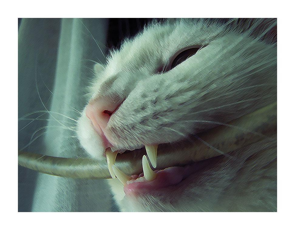 Кот и мифы про технику безопасноти 