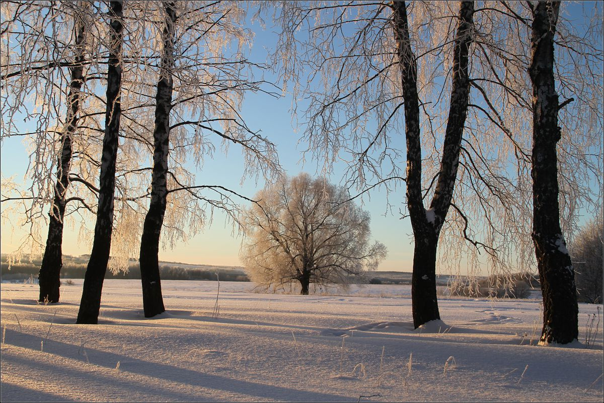 Березы и ива иней, береза, ива, мороз, утро