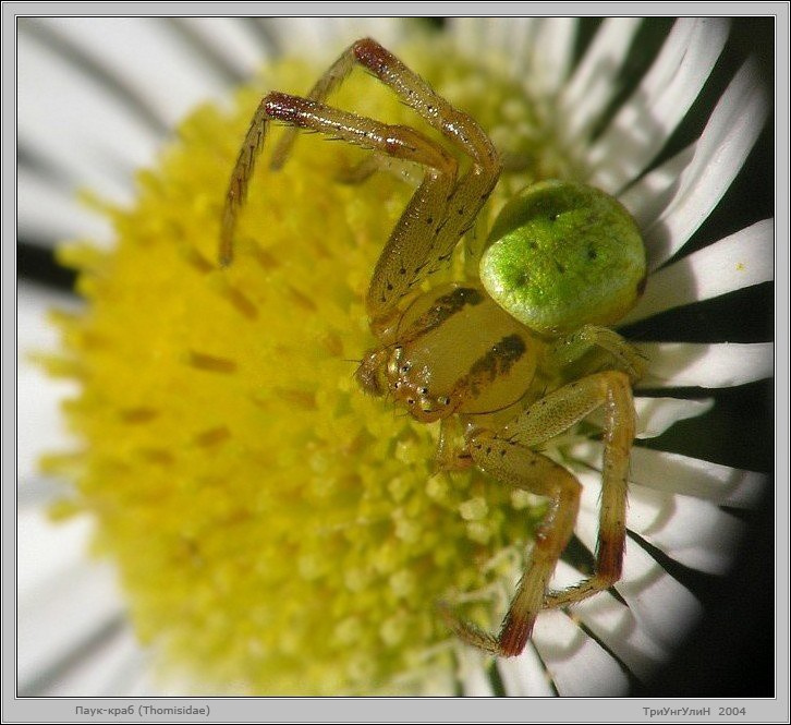 Страж цветка паук бокоход thomisidae