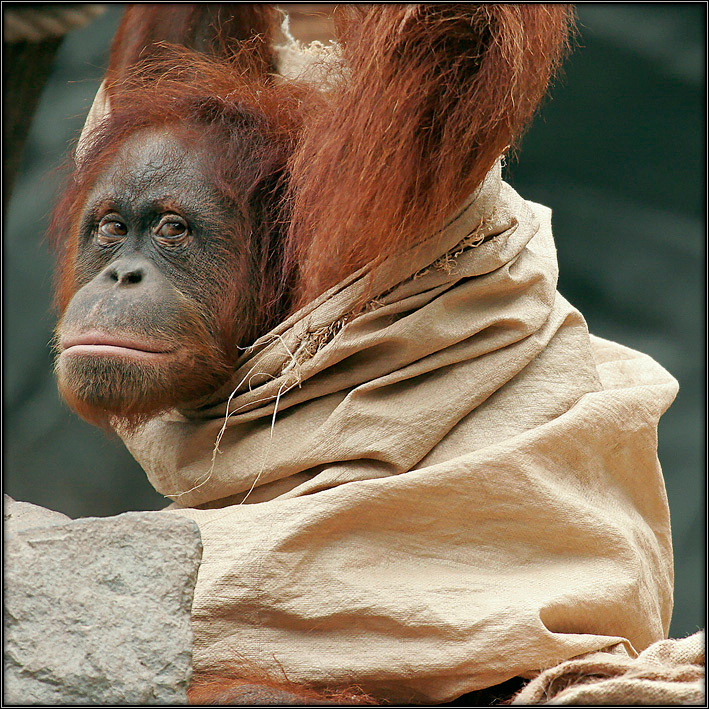 не... бег в мешках - не мой вид спорта...  Hagenbeck Tierpark Hamburg орангутан мешок