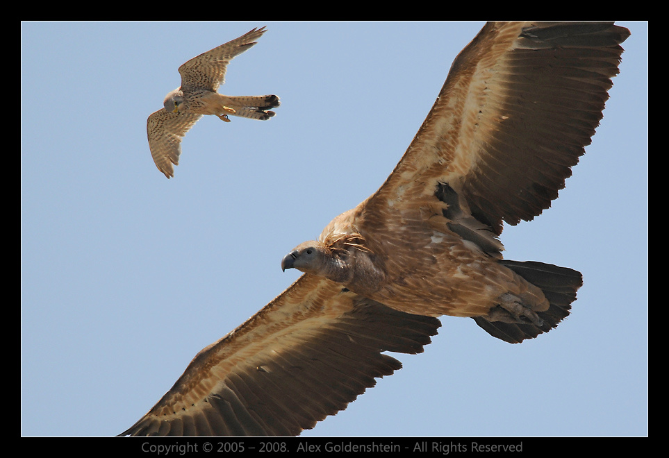 Under cover. Common-Kestrel Falco-tinnunculus Пустельга-обыкновенная Griffon-Vulture, Белоголовый-сип,(гриф),Гамла,заповедник, Израиль