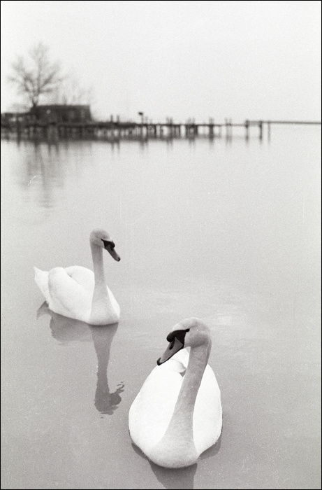 лебединое озеро (2) Австрия, Neusiedlersee