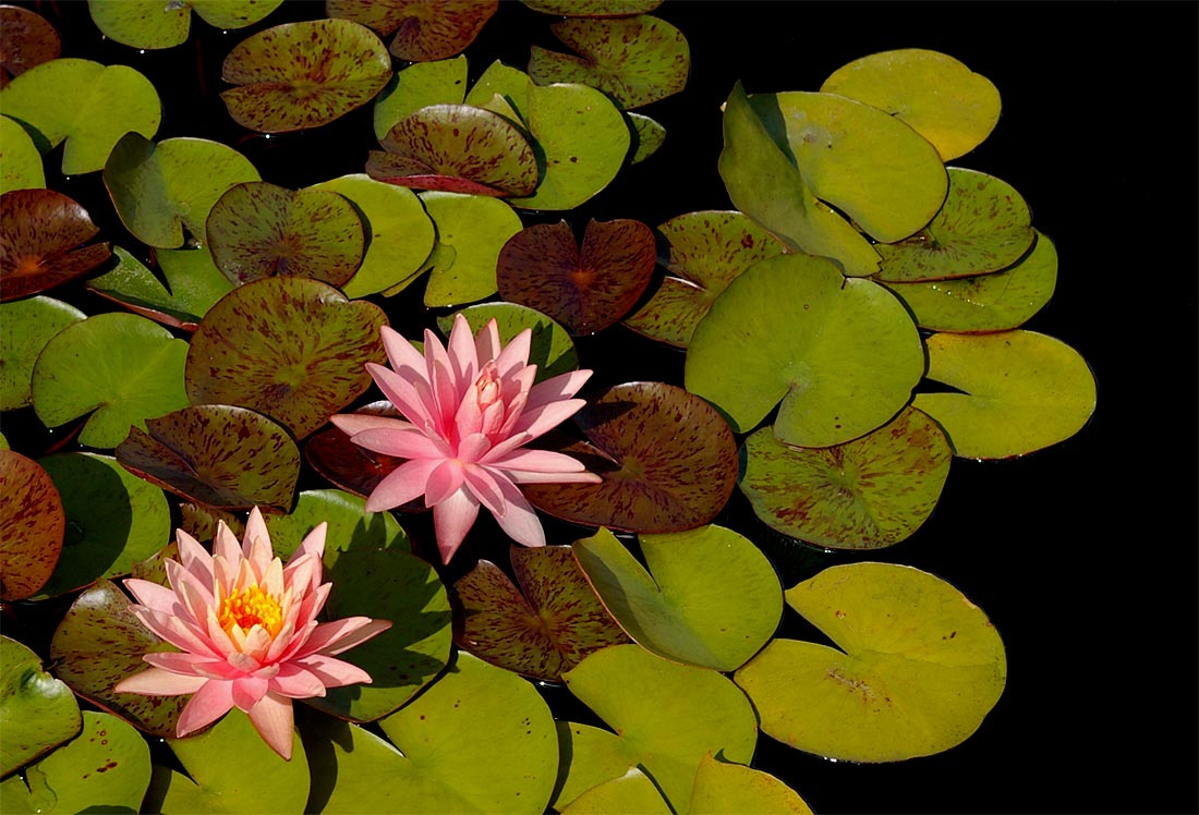 tam lilii ... lili, flower, bronx, garden, nature, water