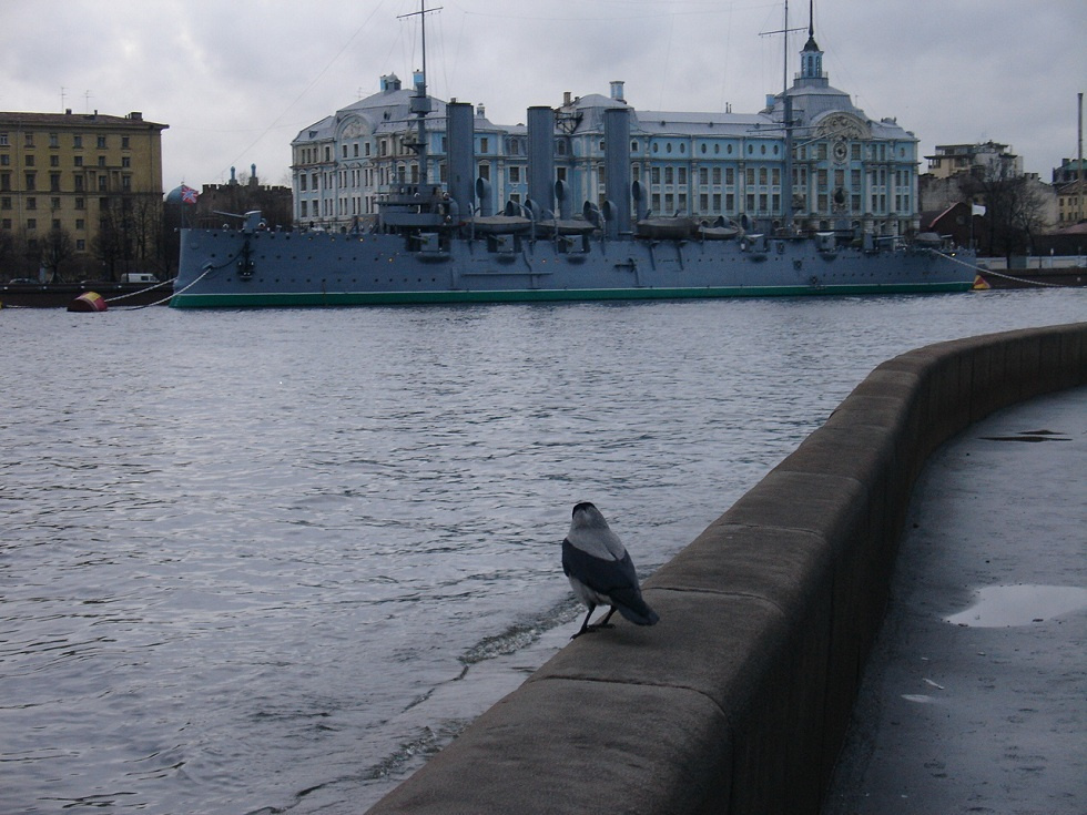 Каркать в Питере страшновато...))) Аврора, Нева, серая городская ворона, набережная