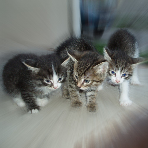 мы не одни... котята 3 серые белые мы не одни