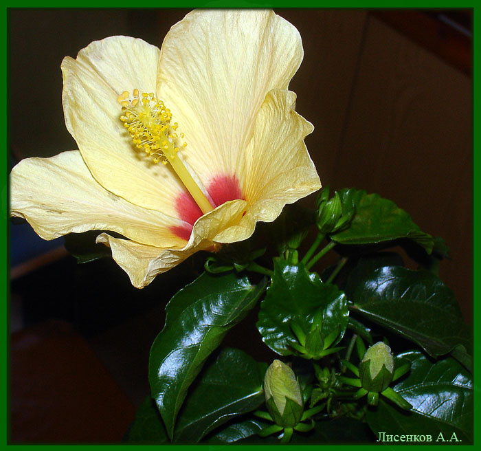 HIBISCUS 