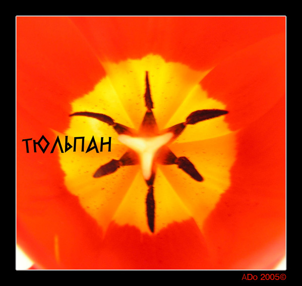 Тюльпан цветок тюльпан