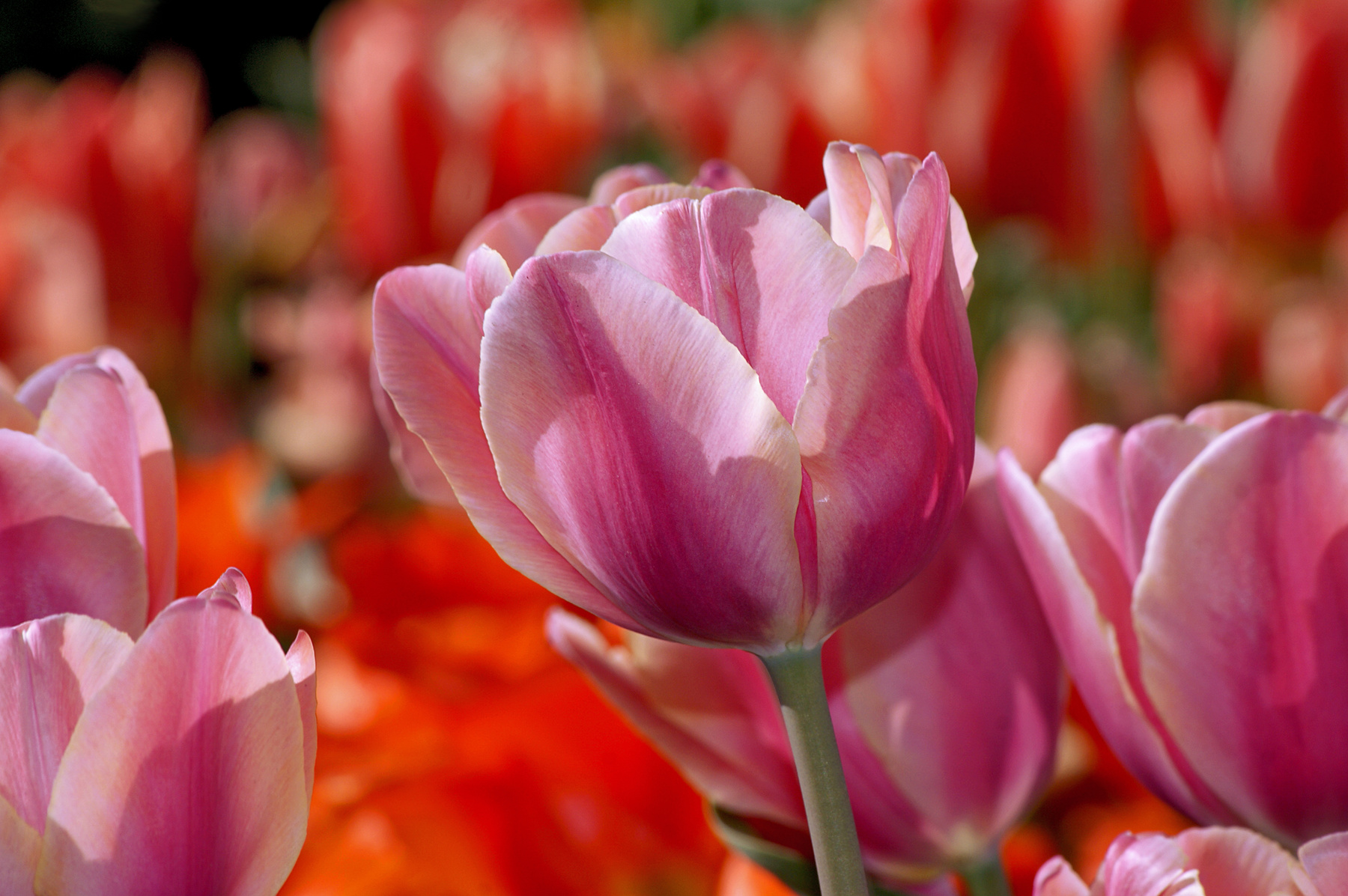 Праздник весны цветы природа весна тюльпан tulips тюльпаны май
