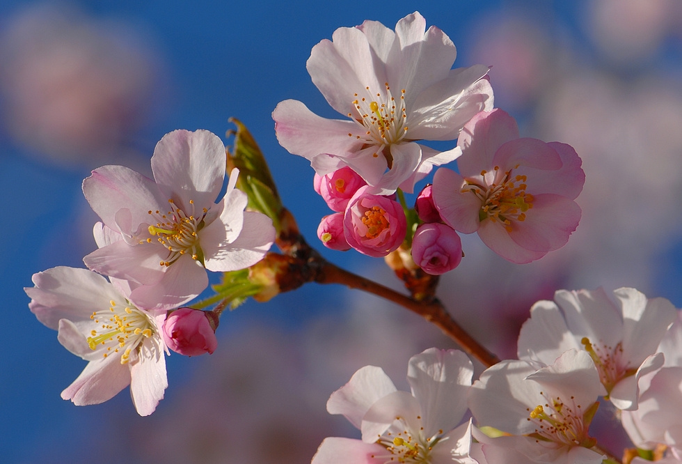 Солнечная веточка розовые деревья prunus март цветы