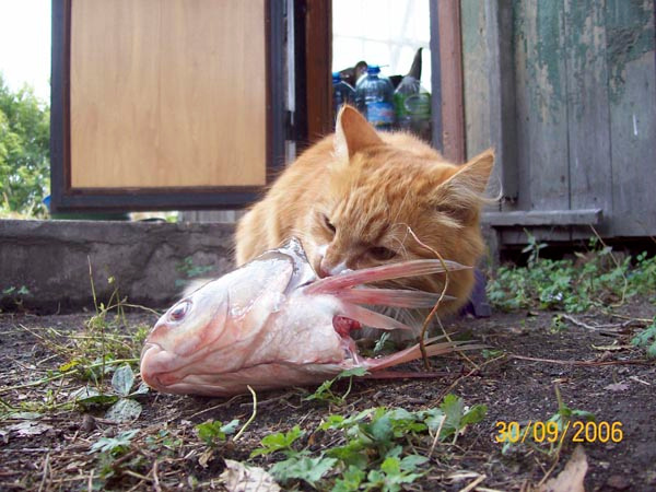 ...и мне досталось... кот рыба