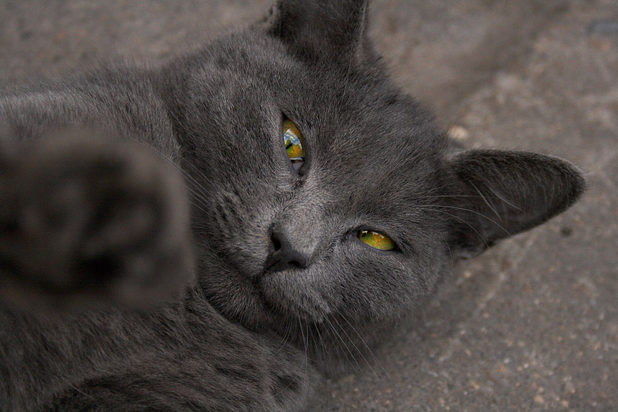 Кто сказал МЯУ? кот, мяу, глаза, котенок, кошка