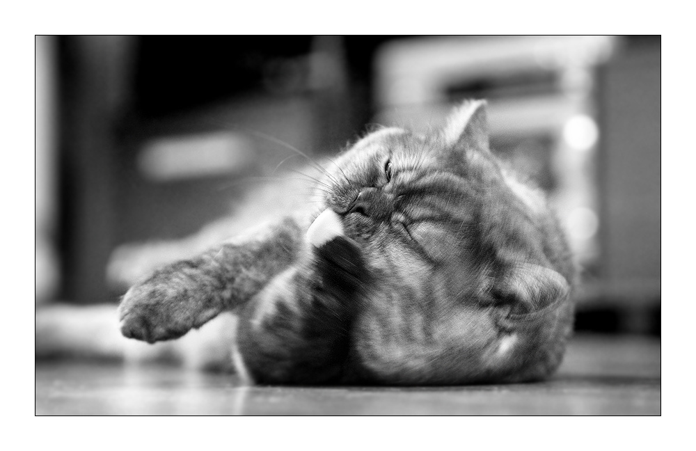 Кот Кот