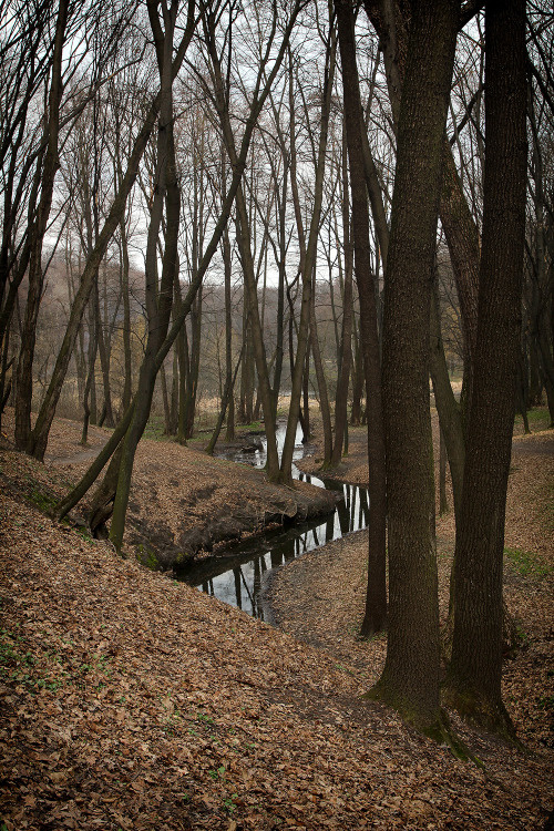 *** Лес,парк,осень,река,деревья