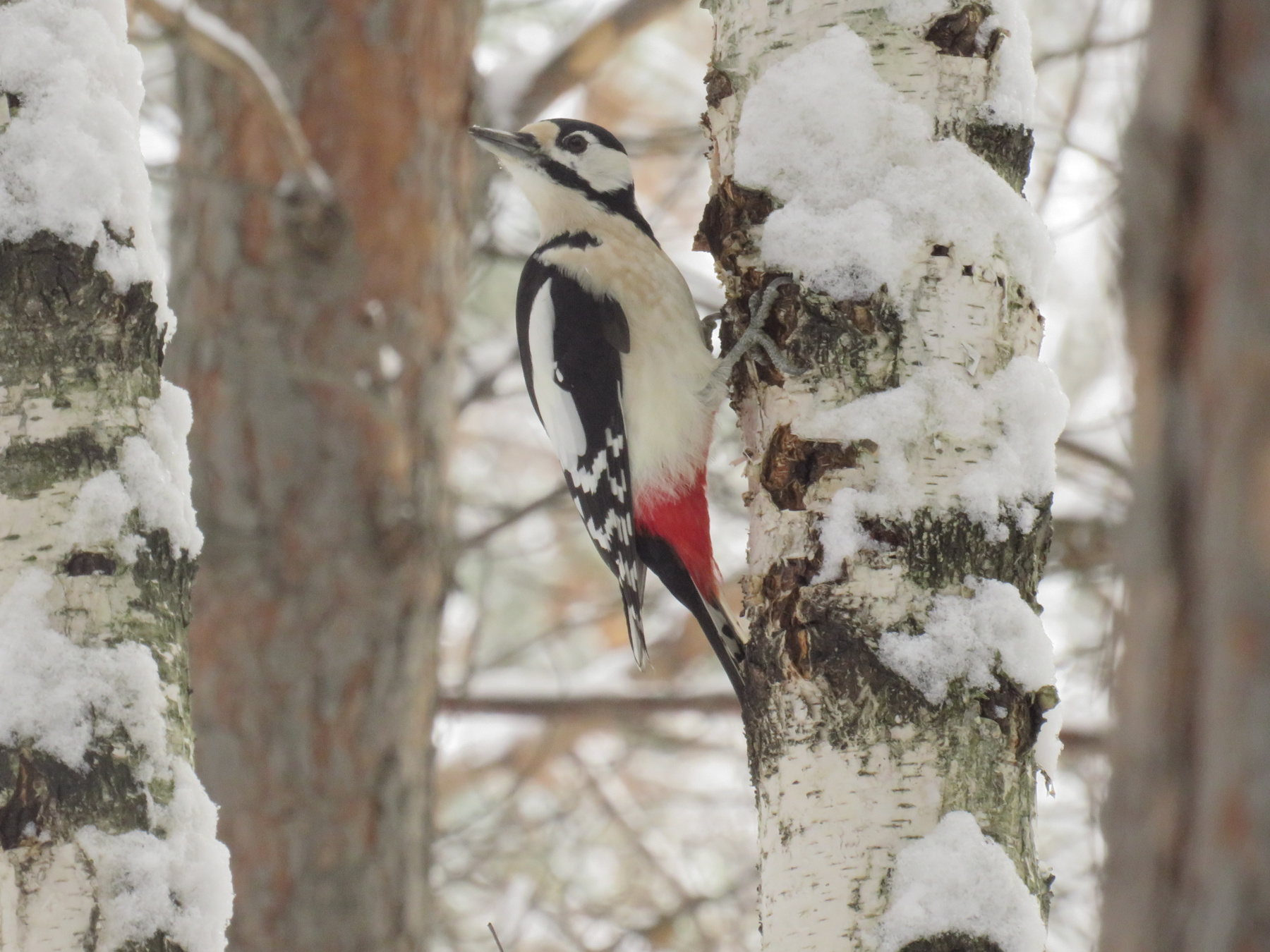 Дятел птицы дятел