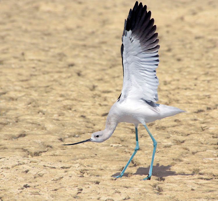 Зарядка для … Американская шилоклювка, Recurvirostra americana, American Avocet, Salton Sea, California