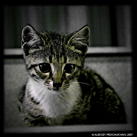 Дитя ночи котенок город ночь