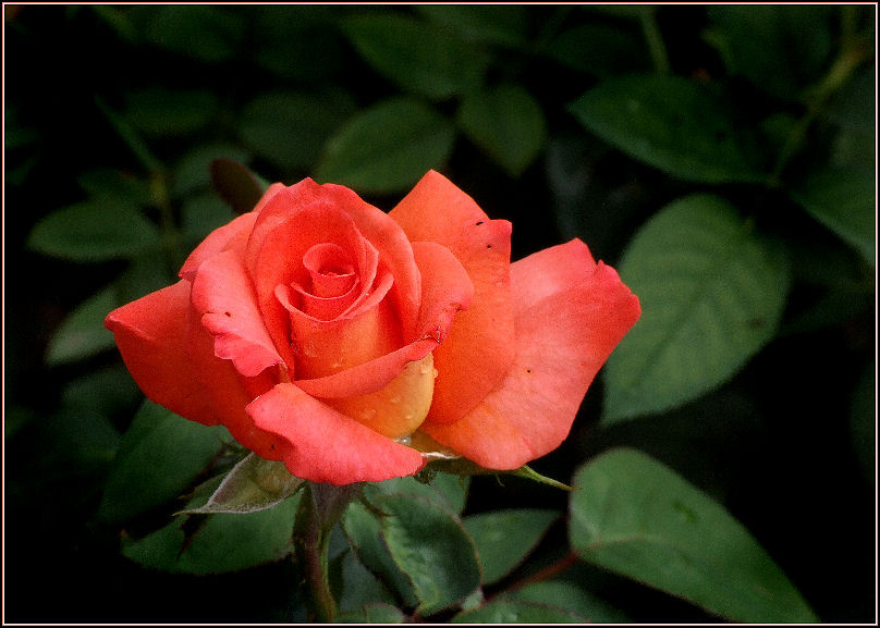 rose цветы