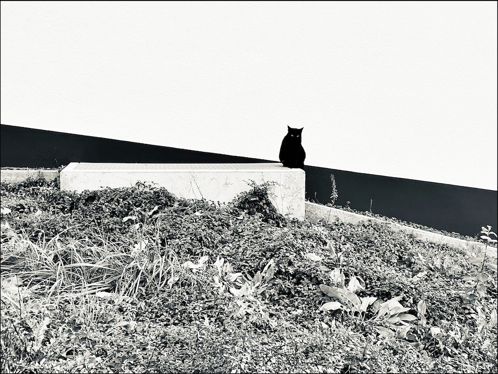 Котогеометрия геометрия с котом черный кот черно-белая фотография
