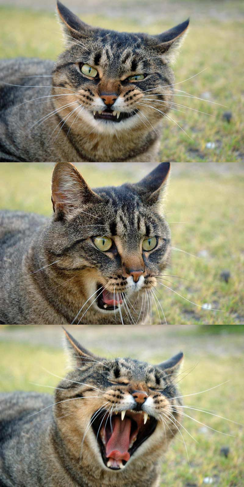 Последнее предупреждение... кот