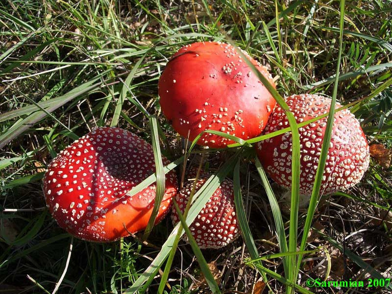 Грибная семейка грибы, мухамор, природа