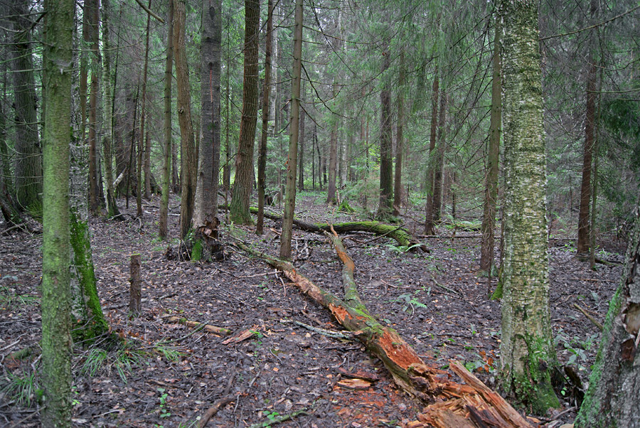 Бурелом (3) 