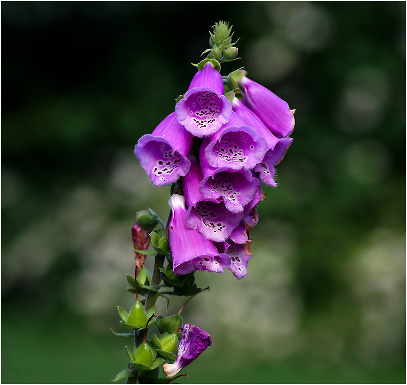 Digitalis purpurea - Наперстянка пурпурая. Digitalis purpurea цветок Наперстянка пурпурая растение