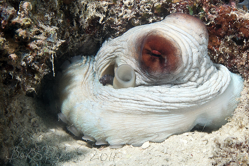 спрятался рифовый осьминог Мальдивы octopus Maldives
