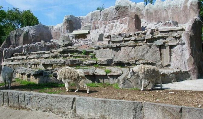 ЦветоМаскировка коза, камень