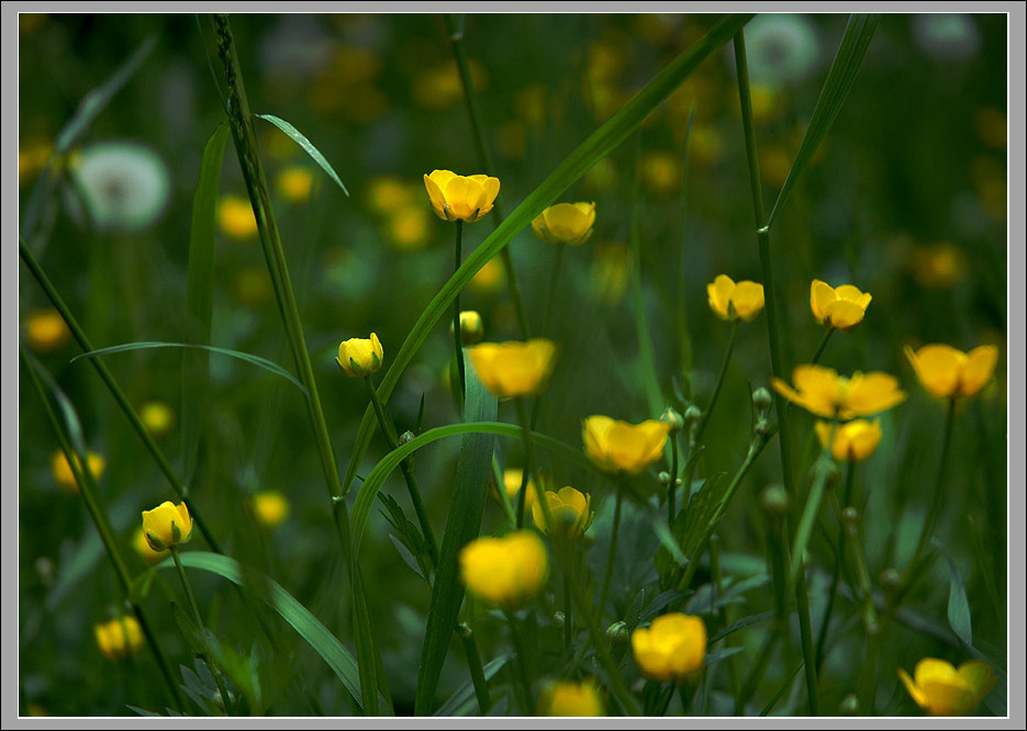  flowers желтые цветы в лесу