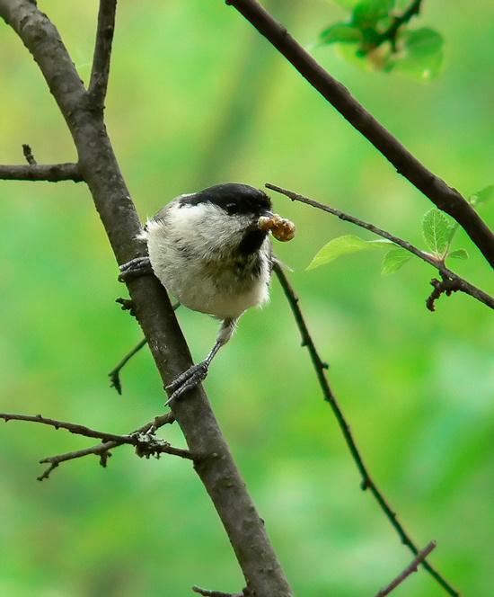 Parus palustris Parus palustris Болгария Оборище
