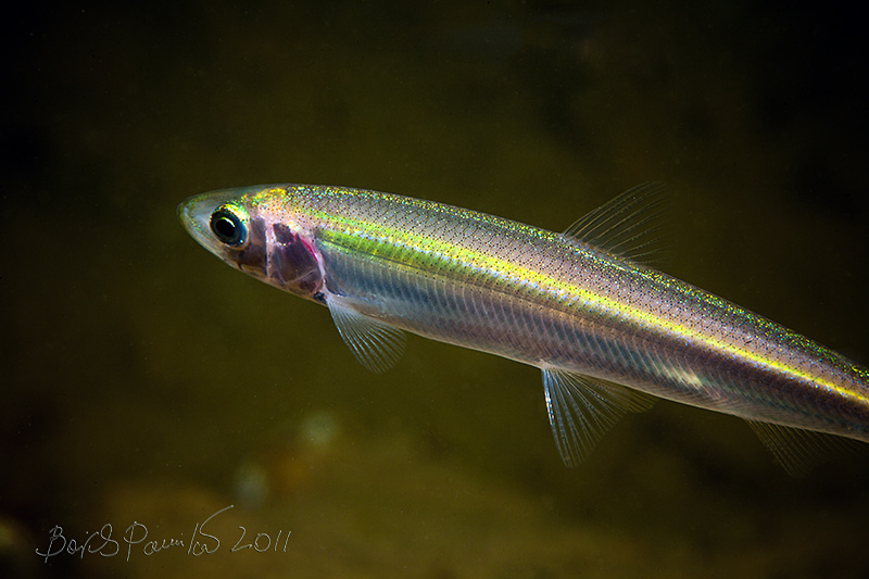 Блеск песчанка короткоперая Dybowskis sand eel Naked sand lance anion Приморье Японское море
