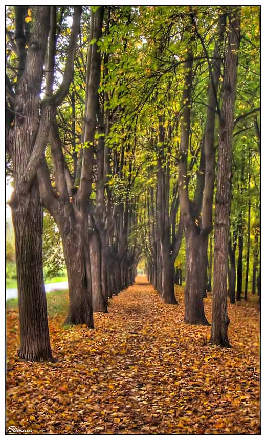 Парк. Осень. осень парк природа осень листья