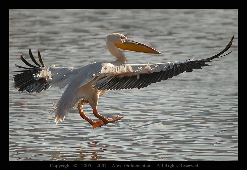 Pelecanus onocrotalus. Розовый-пеликан, (Pelecanus-onocrotalus), Африка, Кения, Национальный, парк, озера, Накуру