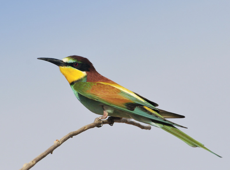 Золотистая щурка золотистая щурка, bee eater