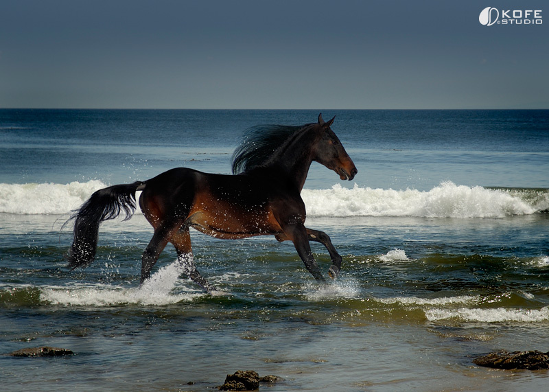 Ocean Horse лошадь океан
