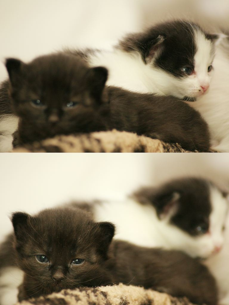 Лаунж котята 