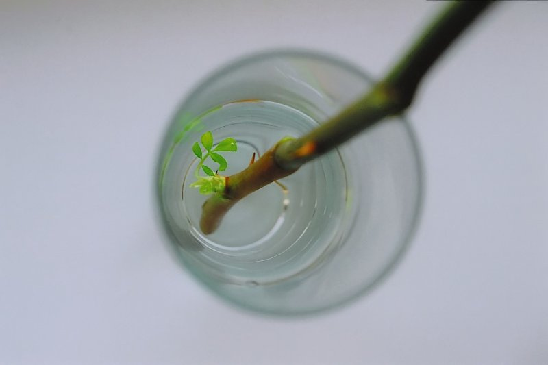 New Life 