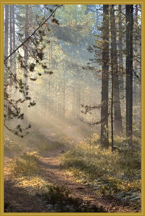 Старая дорога лес, утро