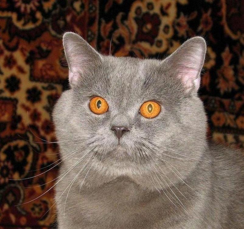Взгляд медовых глаз 
