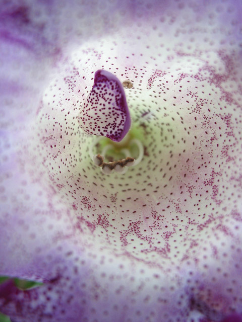 Flower Inside цветок макро