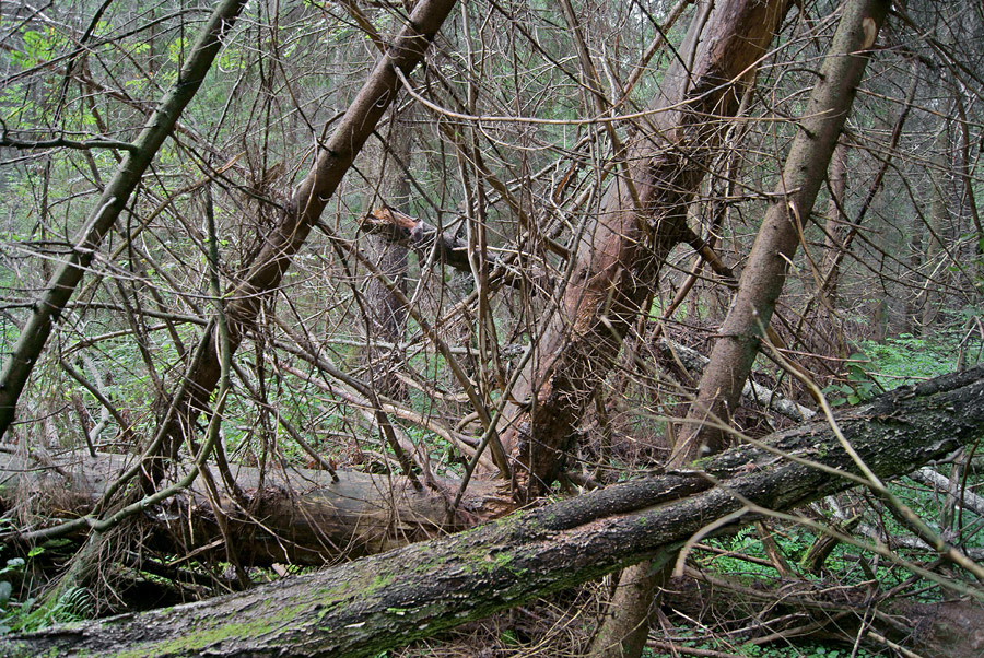 Бурелом (10) 
