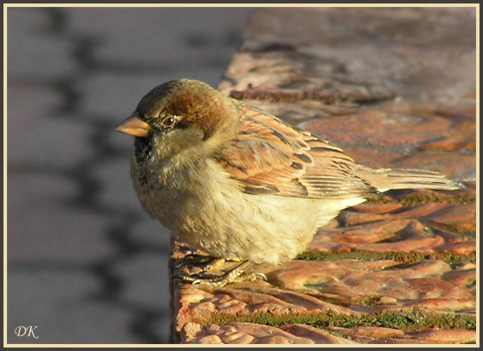 Космополит Птица воробей Passer domesticus