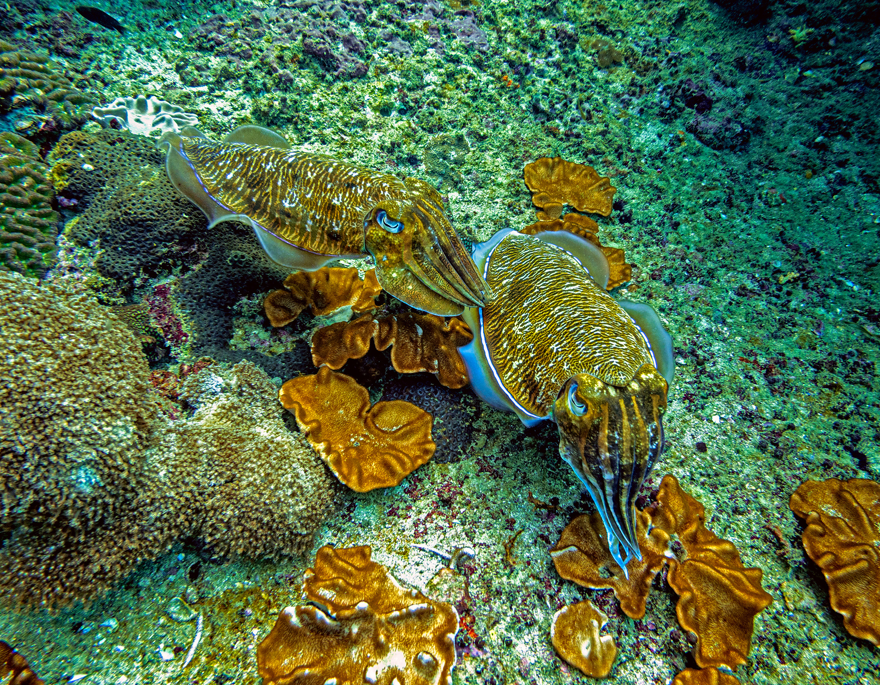 Cuttlefish of the Andaman Sea 