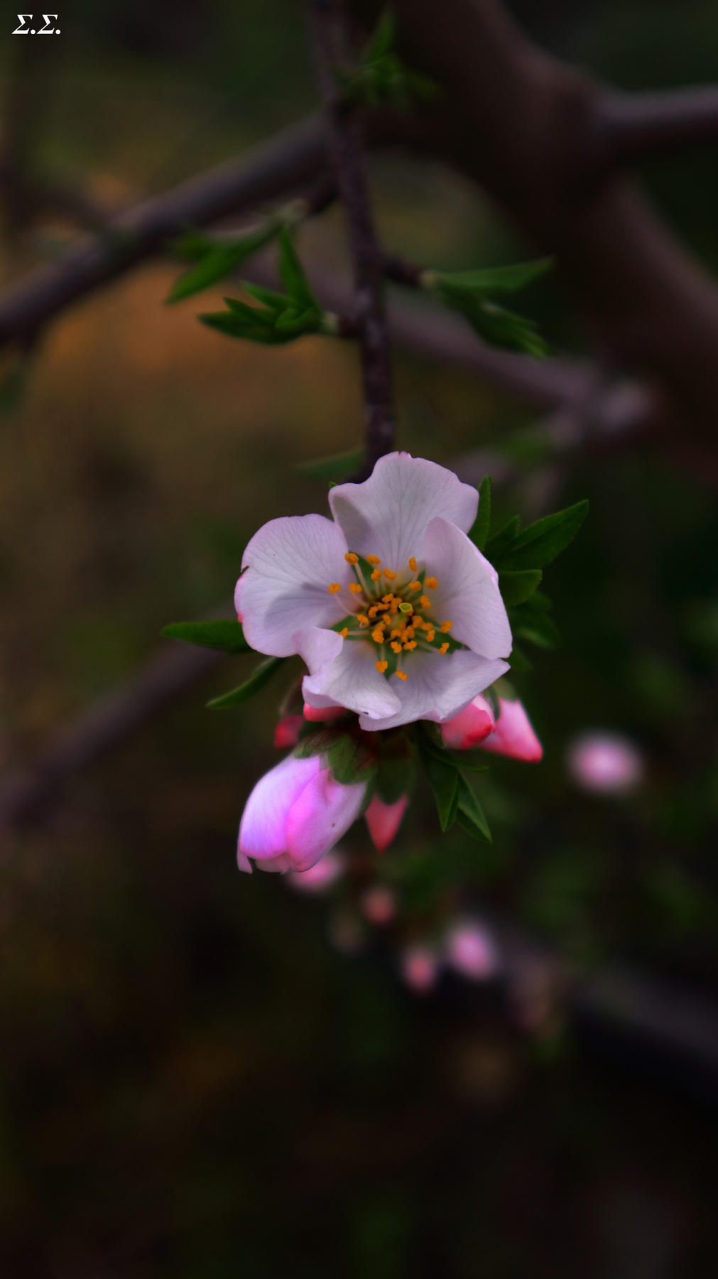 PREMATURE ALMOND FLOWER 