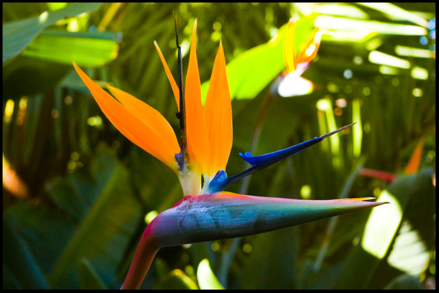 Райская птица цветок, птица, paradise bird