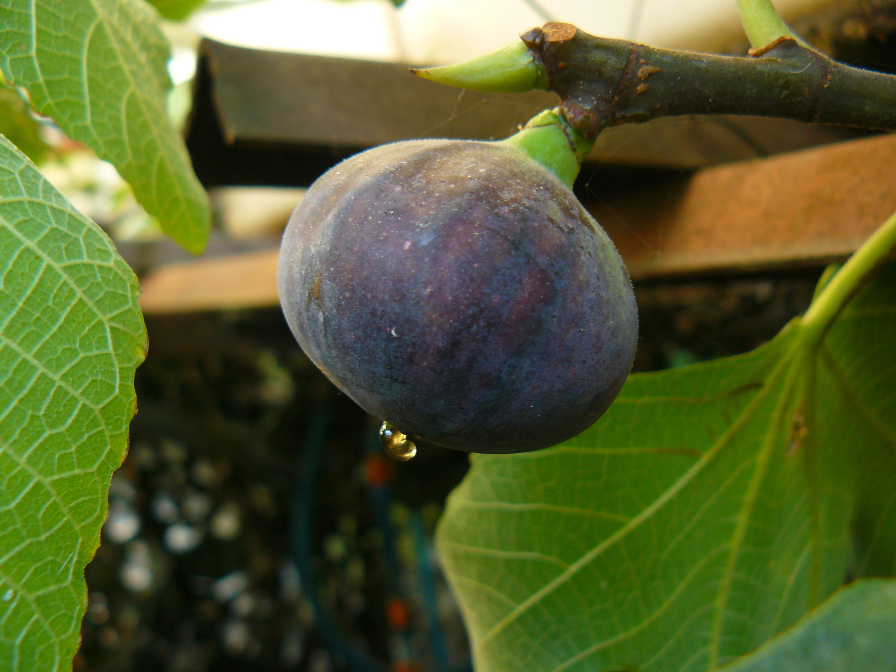 Detailed image of fig on the tree. tree, fig, ripe, fruit, food, leaf, closeup, healthy, natural, fresh, purple, sweet, mediterranean
